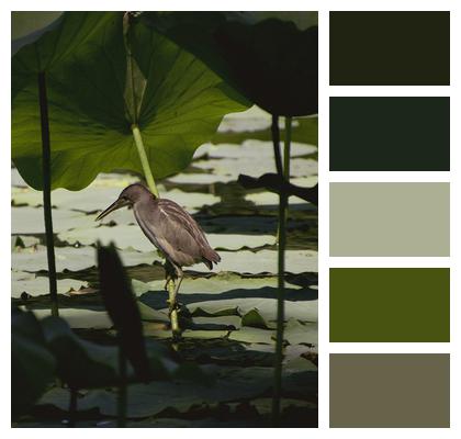 Bird Lotus Pond Yellow Bittern Image